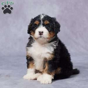 Leah, Mini Bernedoodle Puppy